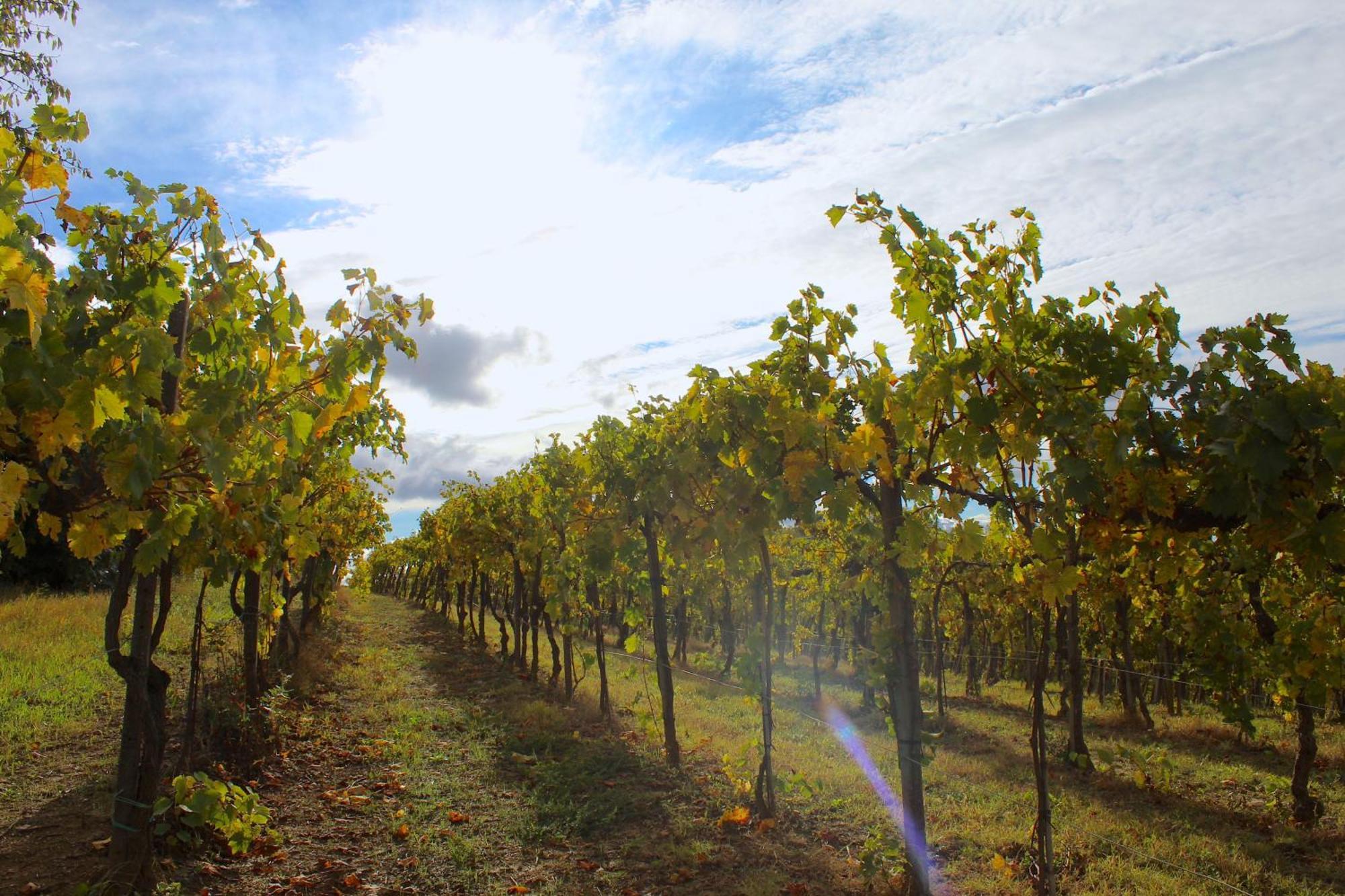 Amazing Langhe And Monferrato | House With Garden Βίλα Calamandrana Εξωτερικό φωτογραφία